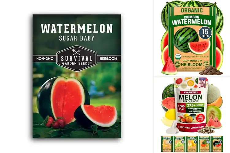 Detailed view of Best Non-GMO Watermelon Seeds for Juicy Homegrown Melons