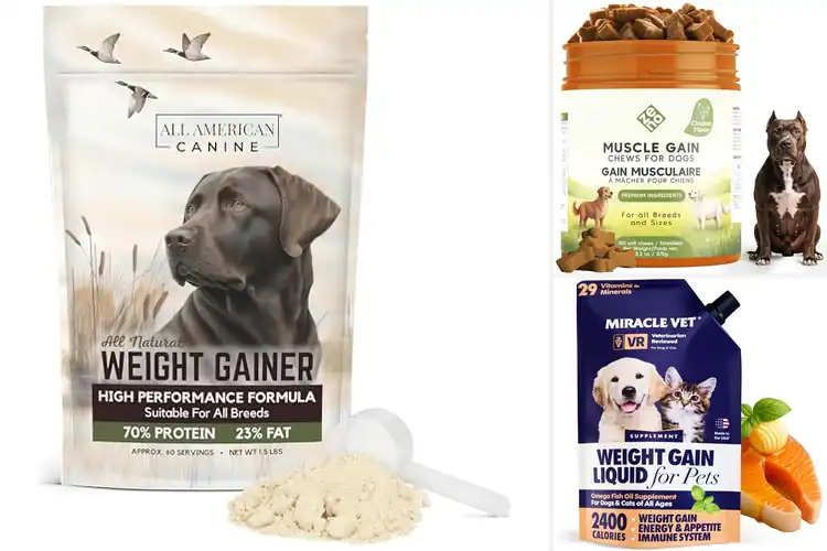 Detailed view of Best Weight Gain Dog Foods: Top Picks for Healthy Growth